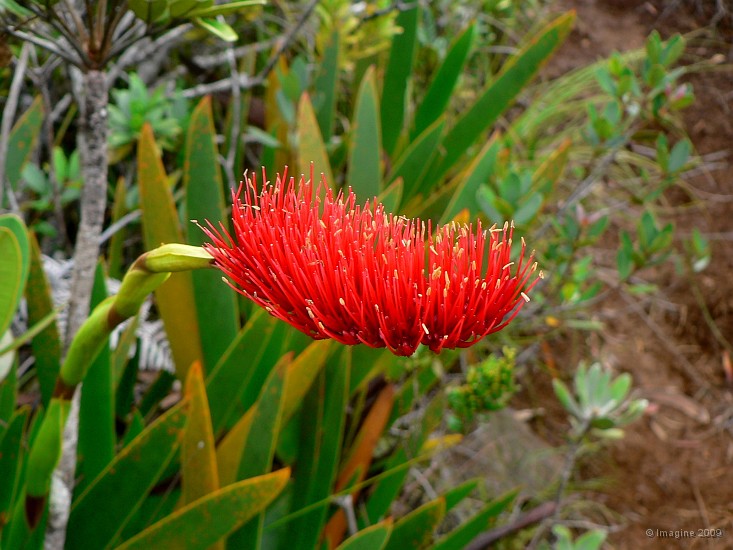 47- La fleur remarquable du Xeronema moorei.JPG